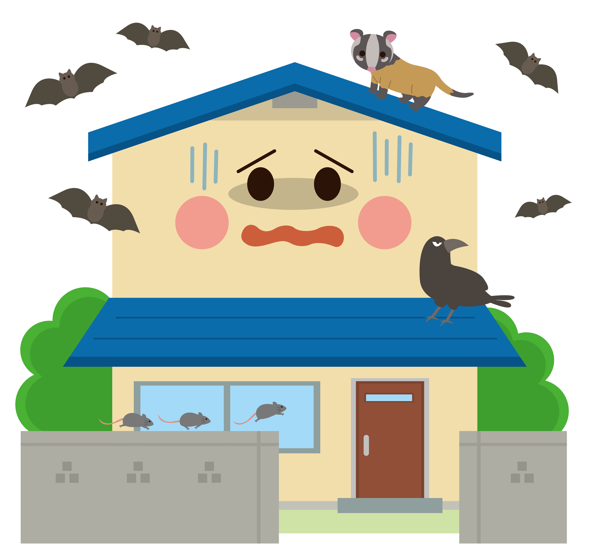 ハクビシンの駆除の画像