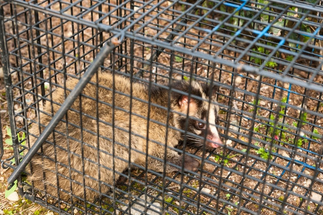 ハクビシンの駆除の画像