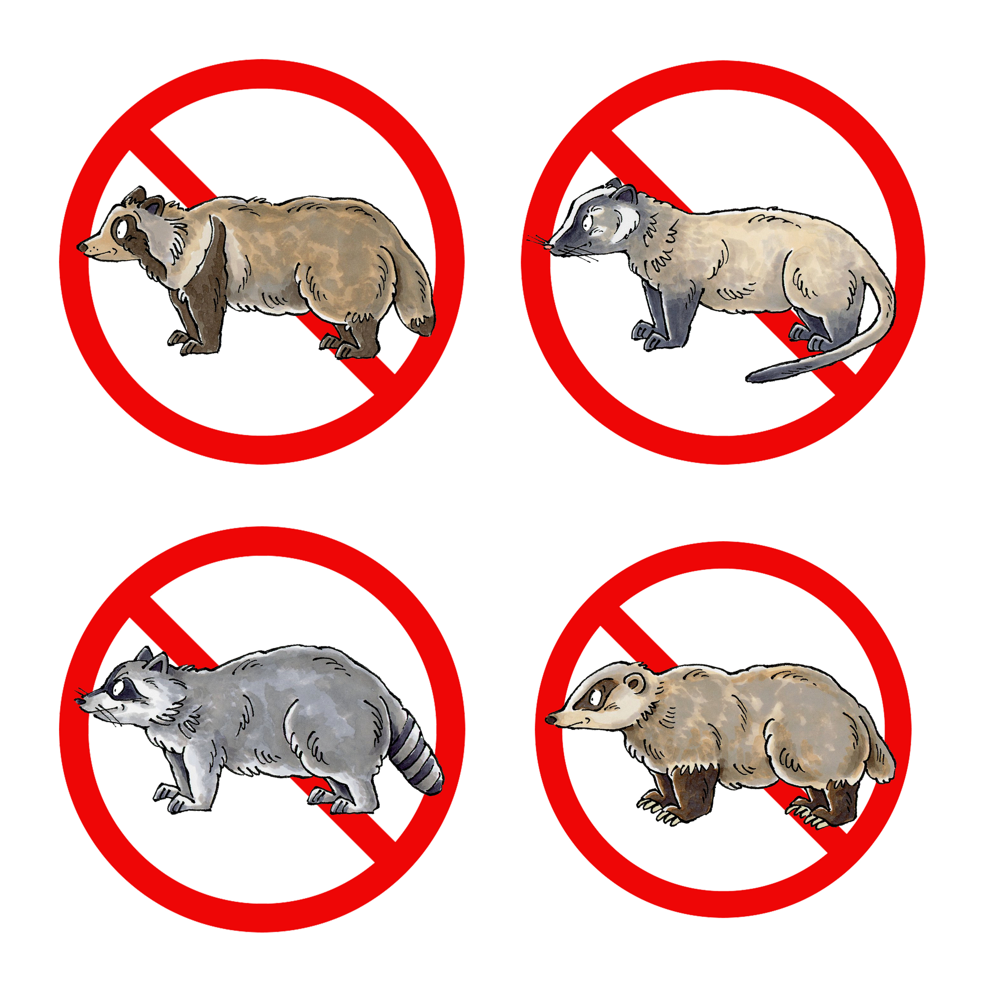 アライグマの駆除の画像