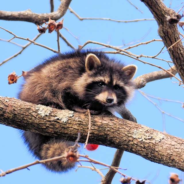 アライグマの駆除の画像